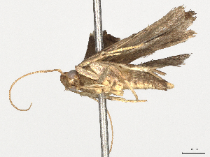  (gelJanzen01 Janzen3240 - BIOUG64493-B02)  @11 [ ] CreativeCommons - Attribution (2024) CBG Photography Group Centre for Biodiversity Genomics