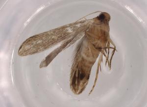  (gelMalaise01 Malaise4360 - BIOUG65894-B06)  @11 [ ] CreativeCommons - Attribution (2021) Centre for Biodiversity Genomics Centre for Biodiversity Genomics