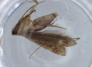  ( - BIOUG67523-A02)  @11 [ ] CreativeCommons - Attribution (2021) Centre for Biodiversity Genomics Centre for Biodiversity Genomics