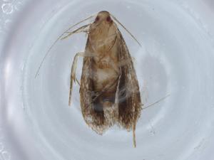  (gelMalaise01 Malaise0990 - BIOUG67530-E05)  @11 [ ] CreativeCommons - Attribution (2021) Centre for Biodiversity Genomics Centre for Biodiversity Genomics