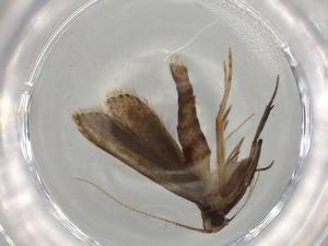  ( - BIOUG67587-B01)  @11 [ ] CreativeCommons - Attribution (2021) Centre for Biodiversity Genomics Centre for Biodiversity Genomics