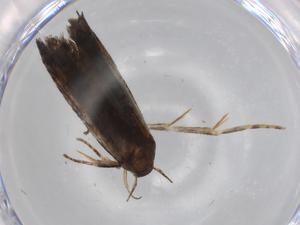  ( - BIOUG67600-G04)  @12 [ ] CreativeCommons - Attribution (2021) Centre for Biodiversity Genomics Centre for Biodiversity Genomics