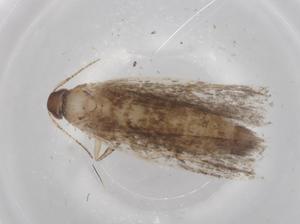  ( - BIOUG67662-C01)  @11 [ ] CreativeCommons - Attribution (2021) Centre for Biodiversity Genomics Centre for Biodiversity Genomics