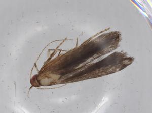  ( - BIOUG67791-D11)  @11 [ ] CreativeCommons - Attribution (2021) Centre for Biodiversity Genomics Centre for Biodiversity Genomics