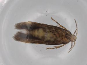  ( - BIOUG67879-C03)  @11 [ ] CreativeCommons - Attribution (2021) Centre for Biodiversity Genomics Centre for Biodiversity Genomics