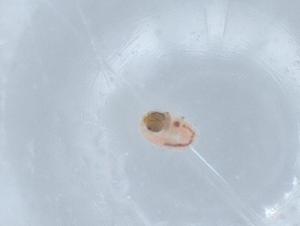  ( - BIOUG67887-F05)  @12 [ ] CreativeCommons - Attribution (2021) Centre for Biodiversity Genomics Centre for Biodiversity Genomics