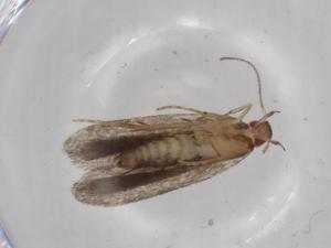  ( - BIOUG67898-B08)  @11 [ ] CreativeCommons - Attribution (2021) Centre for Biodiversity Genomics Centre for Biodiversity Genomics