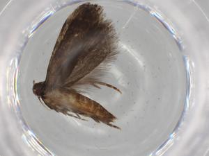  (gelMalaise01 Malaise0235 - BIOUG68304-C03)  @11 [ ] CreativeCommons - Attribution (2021) Centre for Biodiversity Genomics Centre for Biodiversity Genomics