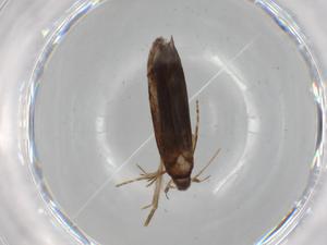  ( - BIOUG68304-F08)  @11 [ ] CreativeCommons - Attribution (2021) Centre for Biodiversity Genomics Centre for Biodiversity Genomics