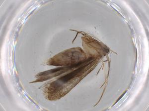  ( - BIOUG68311-E09)  @11 [ ] CreativeCommons - Attribution (2021) Centre for Biodiversity Genomics Centre for Biodiversity Genomics