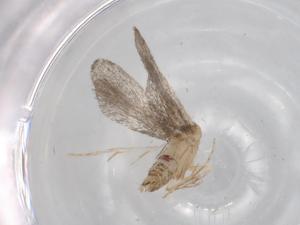  ( - BIOUG68314-E01)  @11 [ ] CreativeCommons - Attribution (2021) Centre for Biodiversity Genomics Centre for Biodiversity Genomics