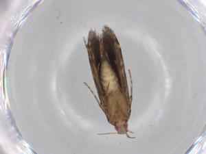  ( - BIOUG68314-E03)  @11 [ ] CreativeCommons - Attribution (2021) Centre for Biodiversity Genomics Centre for Biodiversity Genomics