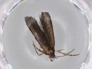  ( - BIOUG68314-E04)  @11 [ ] CreativeCommons - Attribution (2021) Centre for Biodiversity Genomics Centre for Biodiversity Genomics