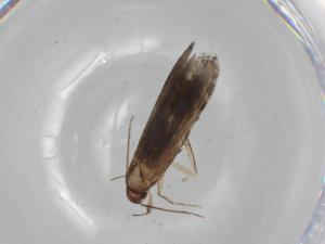  ( - BIOUG68315-G07)  @11 [ ] CreativeCommons - Attribution (2021) Centre for Biodiversity Genomics Centre for Biodiversity Genomics