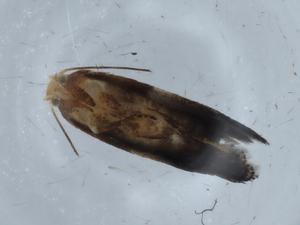  (gelMalaise01 Malaise7392 - BIOUG68611-A03)  @11 [ ] CreativeCommons - Attribution (2021) Centre for Biodiversity Genomics Centre for Biodiversity Genomics