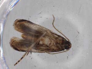  (gelMalaise01 Malaise4369 - BIOUG68669-F04)  @11 [ ] CreativeCommons - Attribution (2021) Centre for Biodiversity Genomics Centre for Biodiversity Genomics