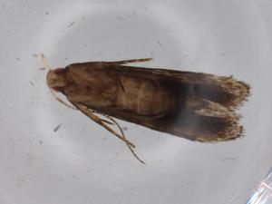  ( - BIOUG68669-F07)  @11 [ ] CreativeCommons - Attribution (2021) Centre for Biodiversity Genomics Centre for Biodiversity Genomics