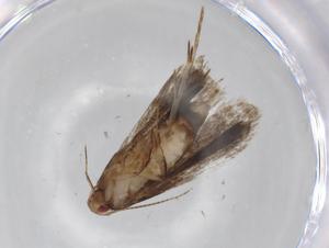  ( - BIOUG70012-D09)  @11 [ ] CreativeCommons - Attribution (2021) Centre for Biodiversity Genomics Centre for Biodiversity Genomics