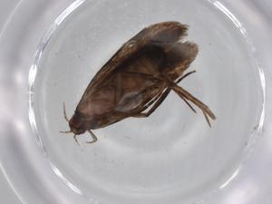  ( - BIOUG79315-G03)  @11 [ ] CreativeCommons - Attribution (2022) Centre for Biodiversity Genomics Centre for Biodiversity Genomics