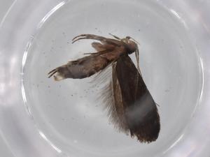  ( - BIOUG79315-G05)  @11 [ ] CreativeCommons - Attribution (2022) Centre for Biodiversity Genomics Centre for Biodiversity Genomics