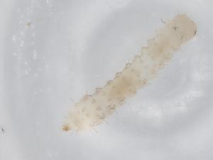  (uraMalaise6330 - BIOUG79330-F10)  @11 [ ] CreativeCommons - Attribution (2022) Centre for Biodiversity Genomics Centre for Biodiversity Genomics