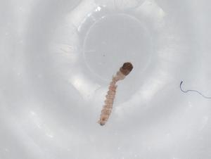  ( - BIOUG79542-E08)  @11 [ ] CreativeCommons - Attribution (2022) Centre for Biodiversity Genomics Centre for Biodiversity Genomics