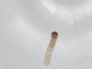  ( - BIOUG79542-E12)  @11 [ ] CreativeCommons - Attribution (2022) Centre for Biodiversity Genomics Centre for Biodiversity Genomics