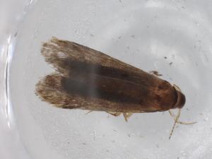  ( - BIOUG79553-C09)  @11 [ ] CreativeCommons - Attribution (2022) Centre for Biodiversity Genomics Centre for Biodiversity Genomics