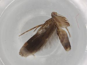  ( - BIOUG79869-H11)  @11 [ ] CreativeCommons - Attribution (2022) Centre for Biodiversity Genomics Centre for Biodiversity Genomics