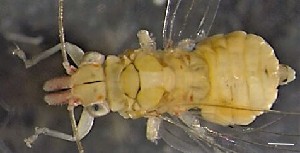  (Glycaspis brimblecombei - GB_CRO5)  @11 [ ] CreativeCommons - Attribution Non-Commercial Share-Alike (2019) Martina Podnar Croatian Natural History Museum Zagreb