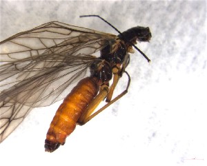  (Protonemura cf. autumnalis - CROBD188)  @11 [ ] CreativeCommons - Attribution Non-Commercial Share-Alike (2019) Martina Podnar Croatian Natural History Museum Zagreb