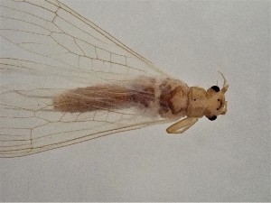  ( - CROBD479)  @11 [ ] CreativeCommons - Attribution Non-Commercial Share-Alike (2019) Martina Podnar Croatian Natural History Museum Zagreb
