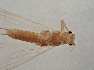  ( - CROBD479)  @11 [ ] CreativeCommons - Attribution Non-Commercial Share-Alike (2019) Martina Podnar Croatian Natural History Museum Zagreb