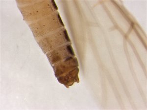  ( - CROBD487)  @11 [ ] CreativeCommons - Attribution Non-Commercial Share-Alike (2019) Martina Podnar Croatian Natural History Museum Zagreb