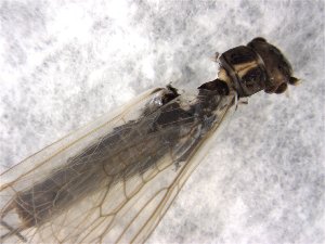  ( - CROBD627)  @11 [ ] CreativeCommons - Attribution Non-Commercial Share-Alike (2019) Martina Podnar Croatian Natural History Museum Zagreb