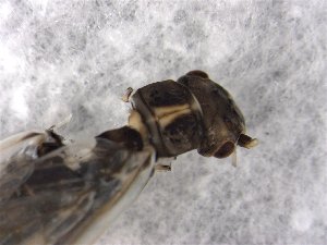  (Isoperla inermis - CROBD627)  @11 [ ] CreativeCommons - Attribution Non-Commercial Share-Alike (2019) Martina Podnar Croatian Natural History Museum Zagreb