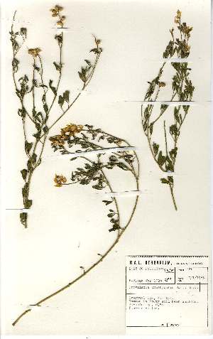  (Crotalaria brachycarpa - MlR011)  @11 [ ] No Rights Reserved (2011) Olivier Maurin University of Johannesburg