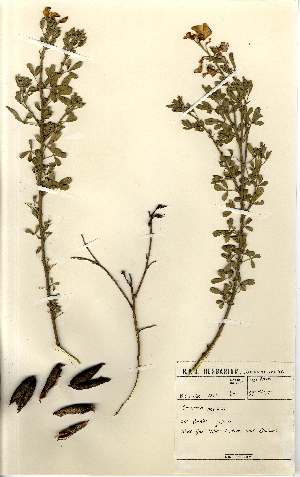  (Crotalaria natalitia var. natalitia - MlR021)  @11 [ ] No Rights Reserved (2011) Olivier Maurin University of Johannesburg