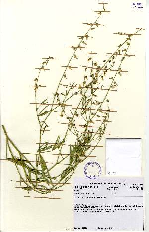  (Crotalaria heidmannii - MlR032)  @11 [ ] No Rights Reserved (2011) Olivier Maurin University of Johannesburg