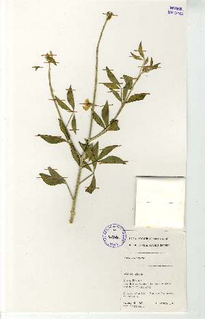  (Crotalaria argyraea - MlR034)  @11 [ ] No Rights Reserved (2011) Olivier Maurin University of Johannesburg