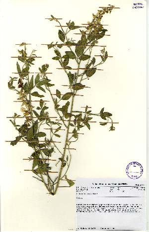  (Crotalaria flavicarinata - MlR043)  @11 [ ] No Rights Reserved (2011) Olivier Maurin University of Johannesburg