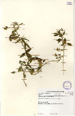  (Crotalaria barkae subsp barkae - MlR046)  @11 [ ] No Rights Reserved (2011) Olivier Maurin University of Johannesburg