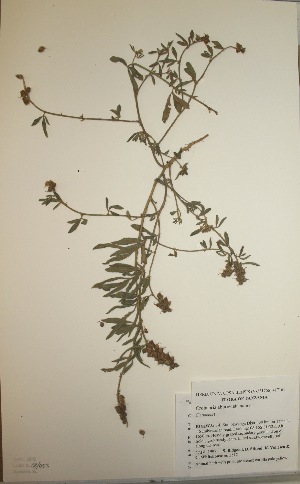  (Crotalaria abbreviata - MlR051)  @11 [ ] No Rights Reserved (2011) Olivier Maurin University of Johannesburg