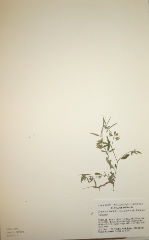  (Crotalaria boranica subsp boranica - MlR069)  @11 [ ] No Rights Reserved (2011) Olivier Maurin University of Johannesburg
