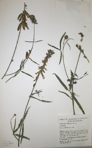  (Crotalaria chirindae - MlR076)  @11 [ ] No Rights Reserved (2011) Olivier Maurin University of Johannesburg