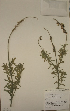  (Crotalaria emarginata - MlR085)  @11 [ ] No Rights Reserved (2011) Olivier Maurin University of Johannesburg
