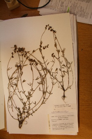  (Crotalaria brevidens var. parviflora - MlR087)  @11 [ ] No Rights Reserved (2011) Olivier Maurin University of Johannesburg