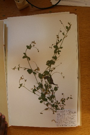  (Crotalaria distantiflora - MlR095)  @11 [ ] No Rights Reserved (2011) Olivier Maurin University of Johannesburg
