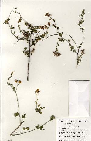  (Crotalaria oligosperma - MlR125)  @11 [ ] No Rights Reserved (2011) Olivier Maurin University of Johannesburg
