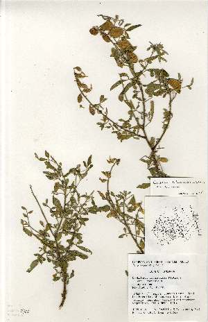  (Crotalaria laburnoides var. laburnoides - MlR130)  @11 [ ] No Rights Reserved (2011) Olivier Maurin University of Johannesburg